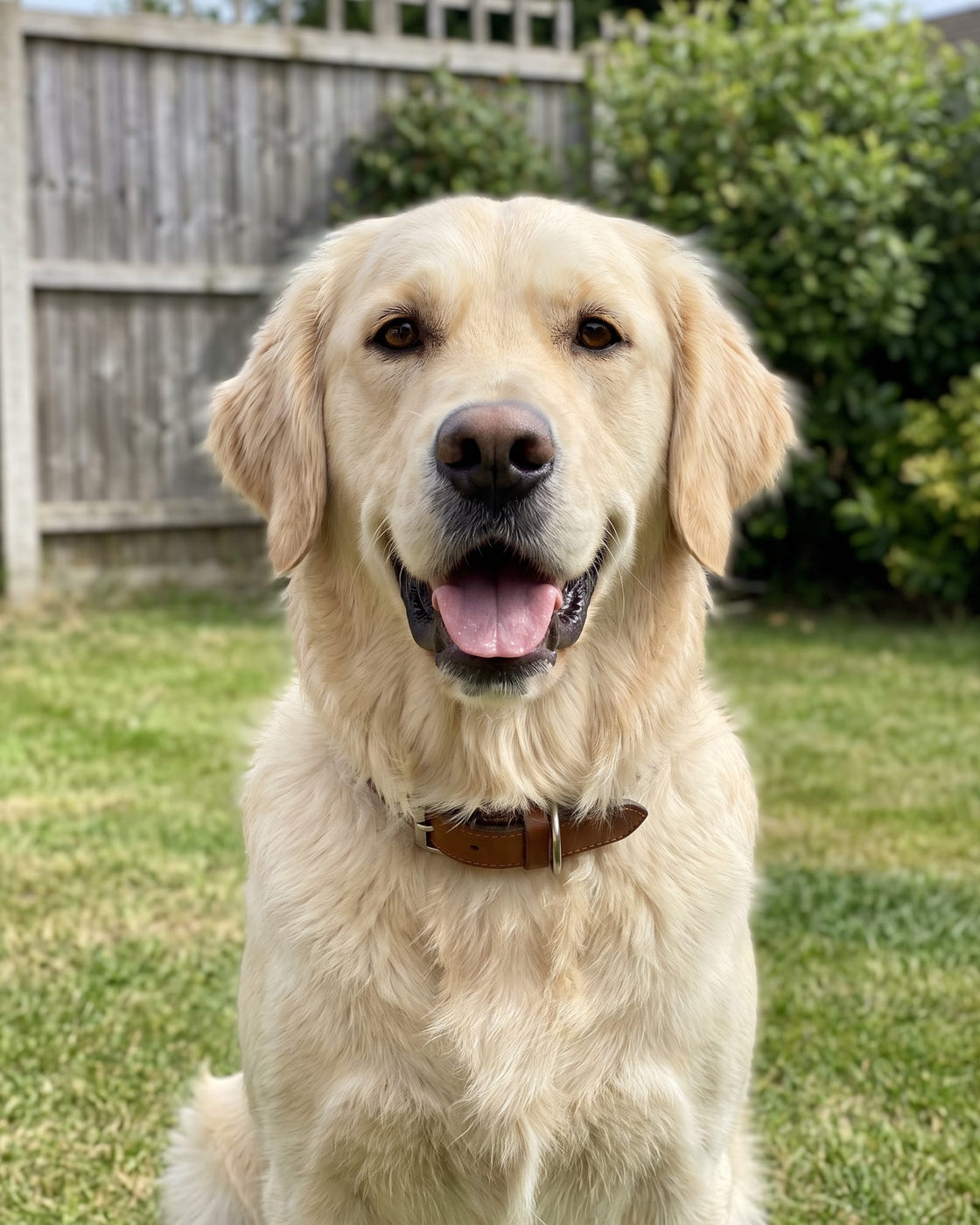 A phone photo of a happy golden retriever sitting on a garden lawn