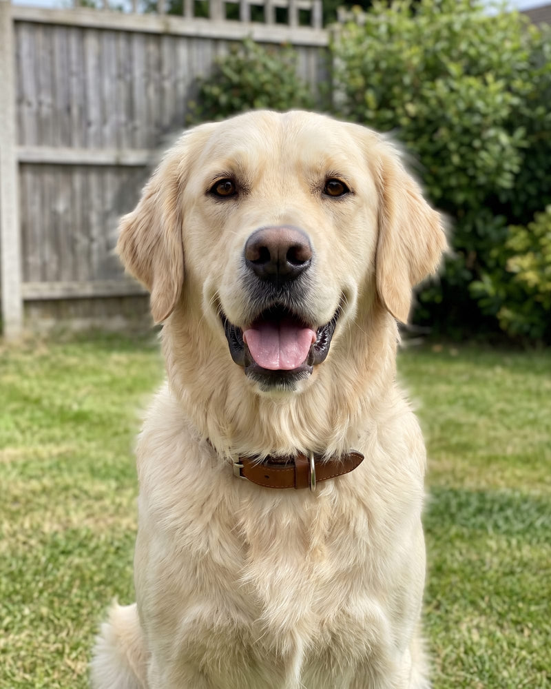 A phone photo of a happy golden retriever sitting on a garden lawn